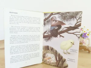 VINTAGE Ladybird book - Birds and How They Live (1969)