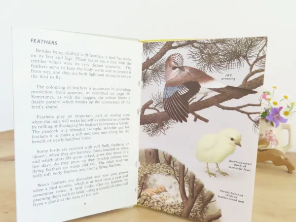 VINTAGE Ladybird book - Birds and How They Live (1969)
