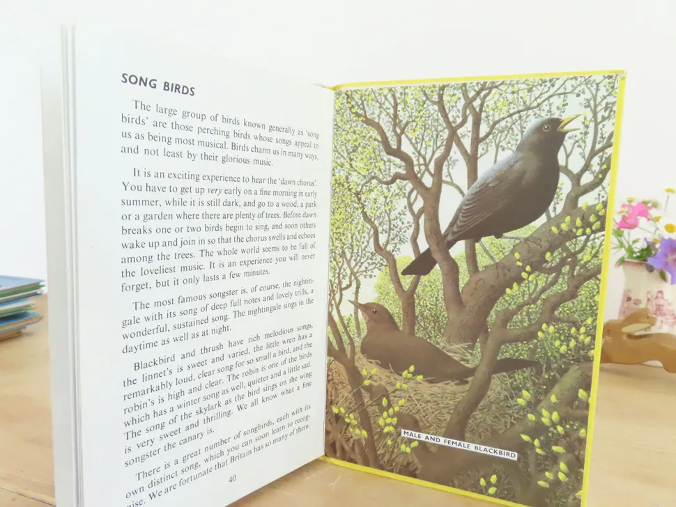vintage_ladybird_book___b_5.webp VINTAGE Ladybird book - Birds and How They Live (1969)