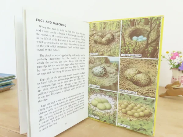 VINTAGE Ladybird book - Birds and How They Live (1969)