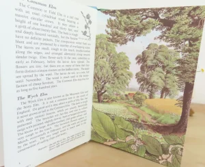 VINTAGE Ladybird book - Trees (1970s)