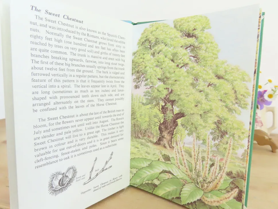 vintage_ladybird_book___t_4-2.webp VINTAGE Ladybird book - Trees (1970s)