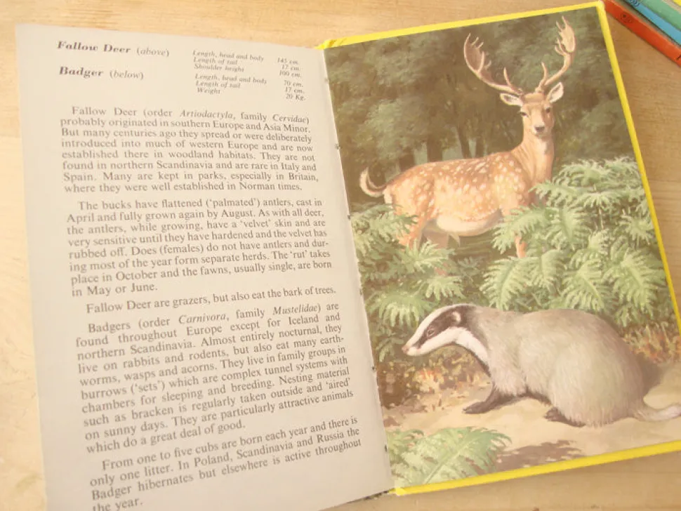 VINTAGE Ladybird book - European Mammals (early 1970s)