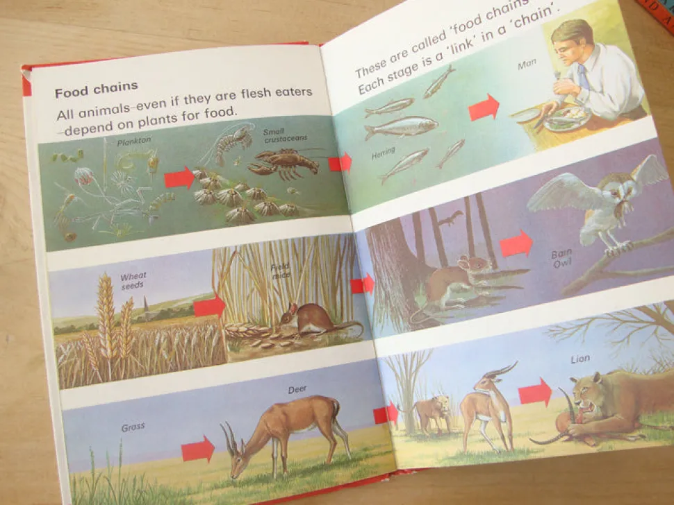 vintage_ladybird_book__li_1.webp VINTAGE Ladybird book - Living Things (mid-late 1970s)